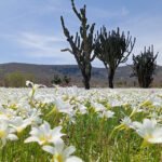 primavera_Ernani_Calazans4