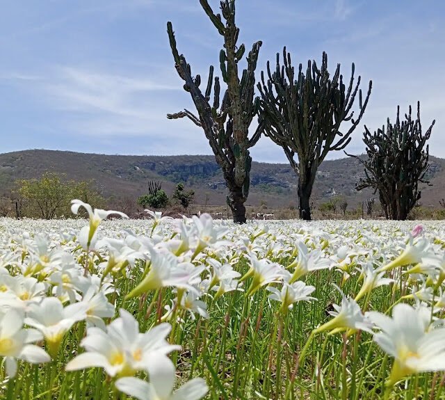 primavera_Ernani_Calazans4