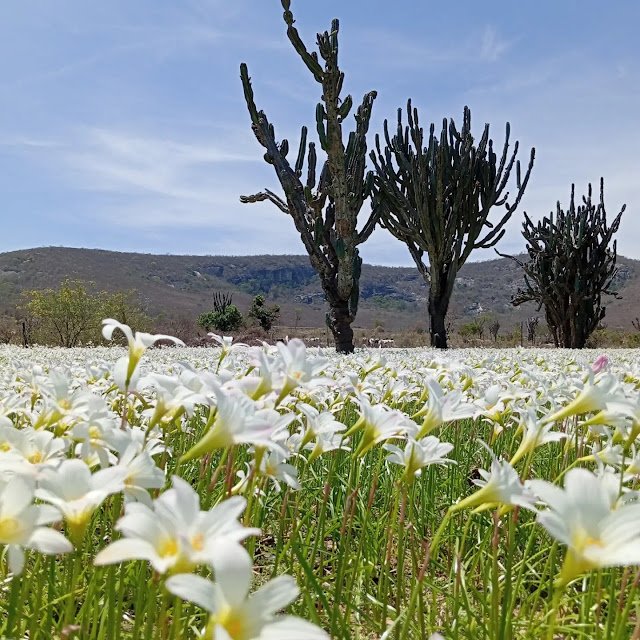 primavera_Ernani_Calazans4